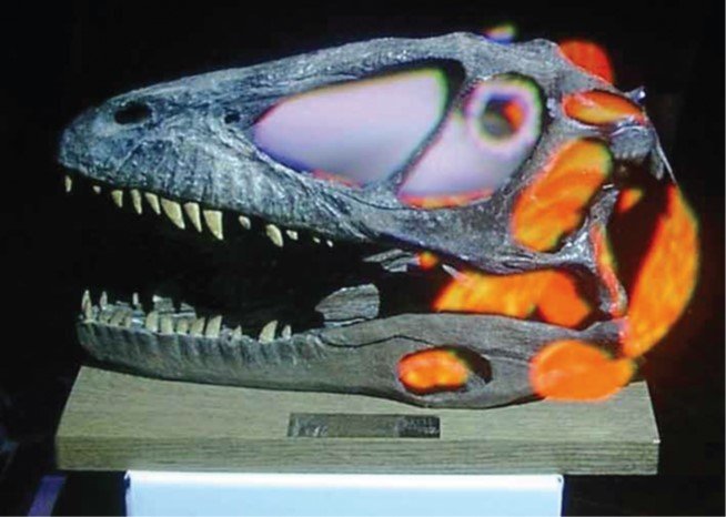 The Virtual Showcase projecting glowing virtual anatomy onto a physical dinosaur skull model.