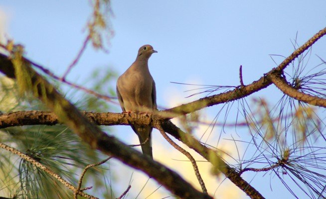 Photo of a mourning dove on a pine branch, a comparison photo without visible chromatic aberration.